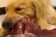 揭秘宠物大胃王：狗狗的胃口超乎想象！