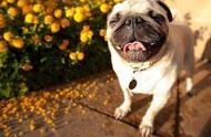 巴哥犬健康警报：六种常见疾病你了解吗？