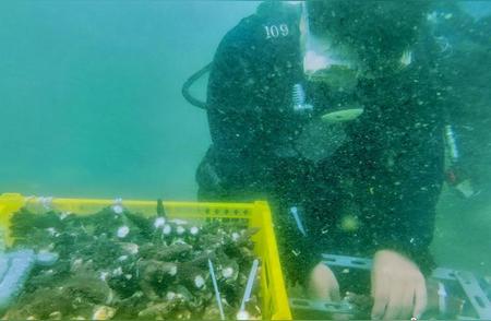 海南分界洲岛：移植珊瑚助力海洋生态修复