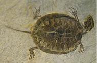 探索乌龟进化历程：从裸露到缩壳的奇妙转变