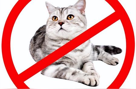 了解国家保护猫：五种禁养猫品种揭秘