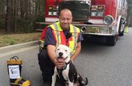 火灾中的温暖拥抱：消防员决定收养受伤的比特幼犬