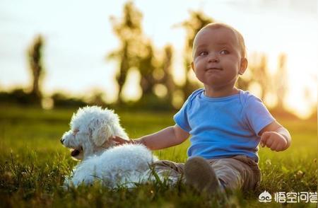 探索比熊犬的十大优点，让你爱上这个可爱的小家伙！