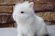 揭秘兔子宝宝的魅力：宠物界的颜值担当