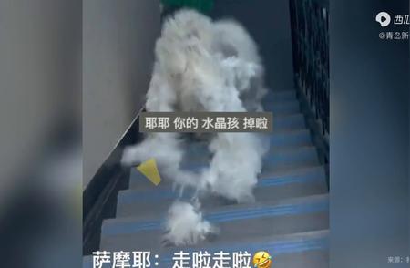 揭秘萨摩耶的毛发抗议：为何它们不想剃毛？