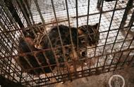 洛阳养殖场内豹猫之谜：保护动物竟被称可出售？