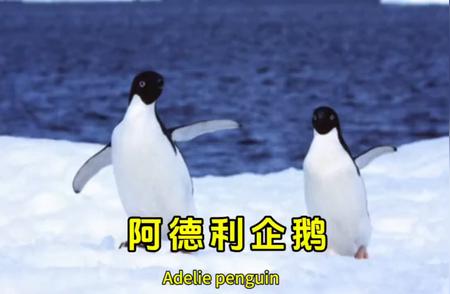 探索阿德利企鹅：有情有义的南极居民