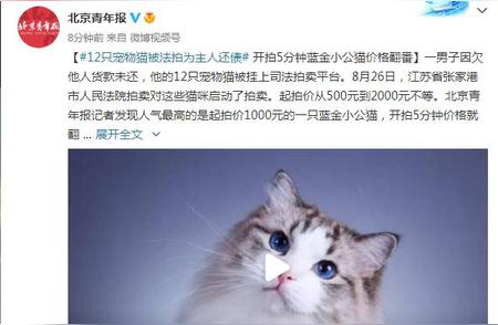 法拍宠物猫：背后主人的故事与挑战