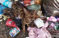 孟加拉豹猫：从垃圾到获救，背后的故事让人泪目