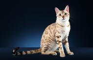 豹猫之美：图虫人文摄影的艺术展现