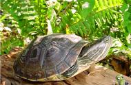 探索巴西龟的亲戚：你不知道的龟类家族