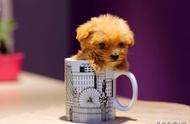 盘点四种茶杯系列萌宠，茶杯犬荣登榜首，你最爱哪一款？