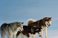 探索世界名犬：阿拉斯加雪橇犬的魅力