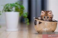 探索茶杯猫的可爱之处：一种迷你魅力无法抗拒