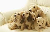 犬类百科：不同种类狗狗的挑选与饲养指南