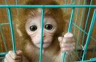 探索猴子当宠物的可能性与限制