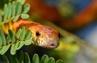 探索异宠世界：玉米蛇的魅力与养护