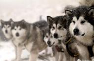探索寒冷冰原上的运动健将——阿拉斯加犬