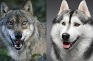 揭秘哈士奇与狼的奇妙结合：一只独特的“狼狗”诞生了！