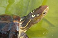 中国十大濒危龟类：守护珍稀生命的使命