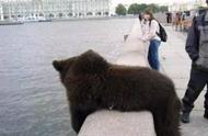 俄罗斯战斗民族的宠物熊：勇气与可爱的结合