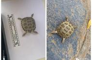 蚌埠警方成功追回珍稀野生龟，保护生态环境安全