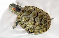 探索巴西龟的奇妙世界：生活习性与小知识
