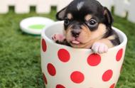 揭秘茶杯犬的成长之谜：它们到底会不会长大？