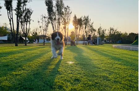 「PawsBar爪吧」：8000平户外乐园引领新一代宠物服务潮流