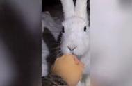 探访动物救助站，与可爱的兔子亲密接触