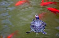 掌握技巧，让你的巴西龟健康快速成长！