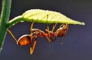 探索未知：养蚂蚁作为宠物的新体验