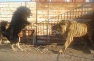 藏獒与狮子的生死对决：勇猛的挑战与惊人的结果