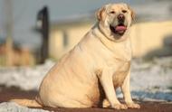 狗狗肥胖问题解析：哪些犬种容易堆积脂肪？