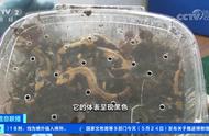 北京海关截获19只活体火蝾螈，海关严查外来物种入侵