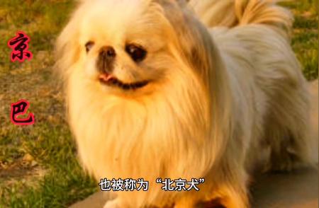 探索京巴犬：北京独特犬种的魅力