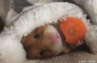 仓鼠过冬的温馨生活：舒适被窝与美味红萝卜