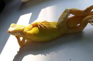 泰国网友发现：宠物蜥蜴的模特风格日光浴