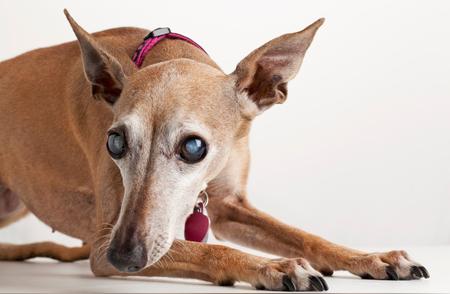 狗狗白内障初期症状解析：如何及早发现并应对？
