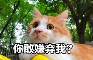 土猫与宠物猫：颜值与技能的对决