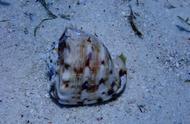 揭秘消失的海洋之星：唐冠螺的生存现状
