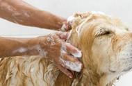 犬类皮肤病全解析：症状、原因与治疗方法