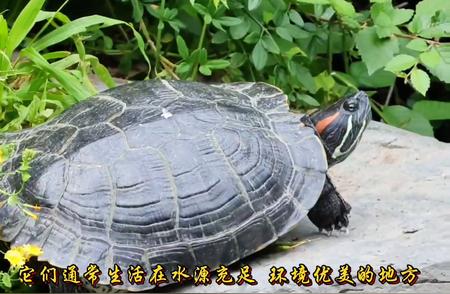 探秘北京北海公园：偶遇巴西红耳龟的惊喜之旅