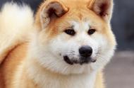《忠犬八公》：人与狗的情感跨越，一个令人泪目的故事