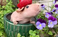 瑞典的豚鼠：探索瑞典的可爱文化