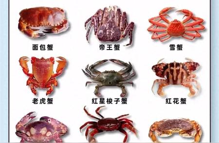 探秘螃蟹王国：常见螃蟹种类全解析