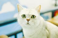 探索十大热门宠物猫品种：雅适猫粮小课堂揭秘