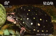 探索星点水龟：满身星星的神奇乌龟