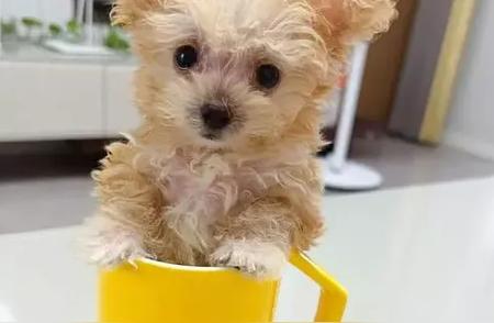 茶杯犬：小巧身材，大爱无边！
