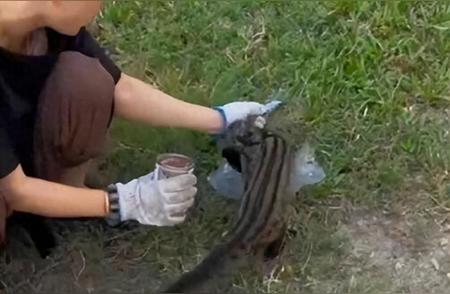 巨尾虎斑猫悲剧：中毒身亡，保护动物命途多舛